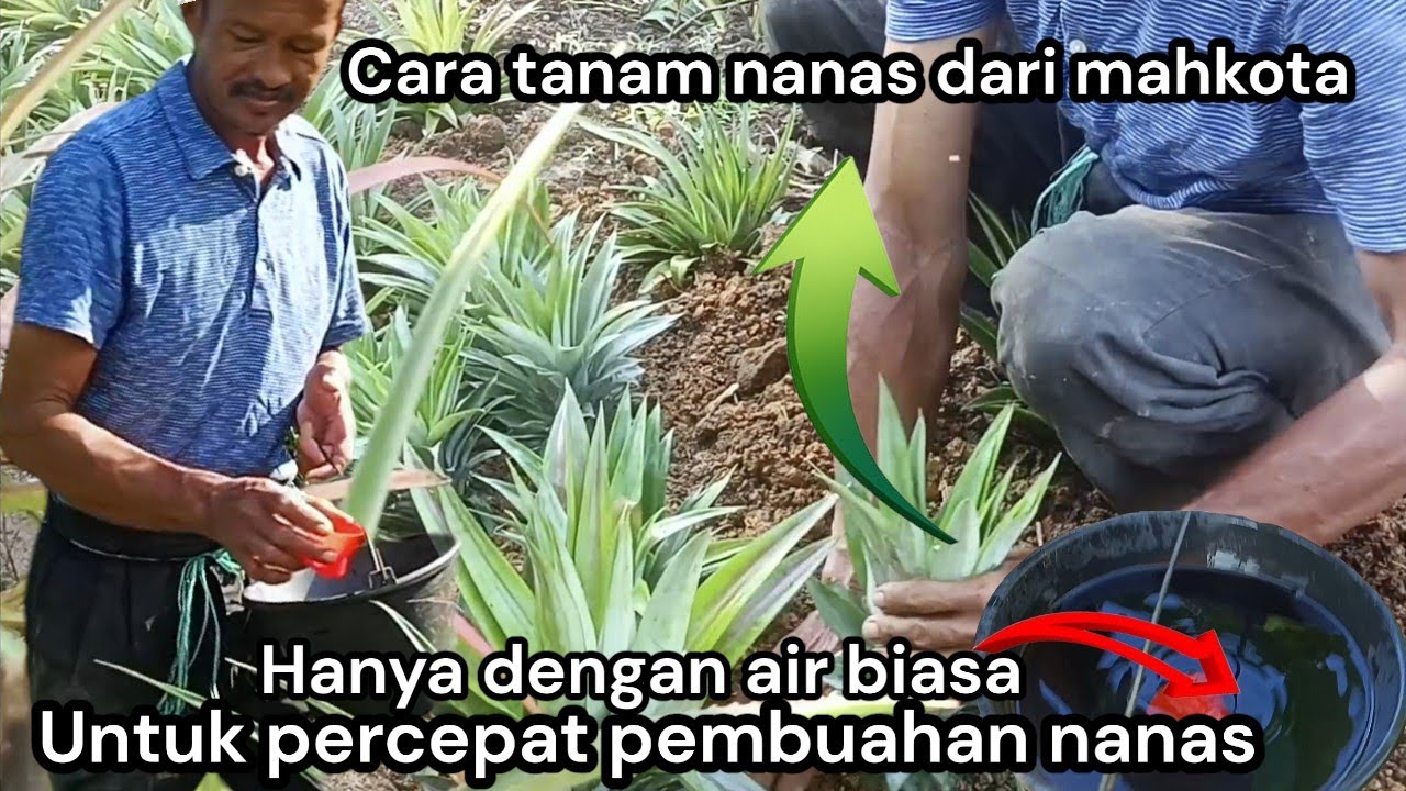 Cara Tanam Nanas Dari Mahkota Dan Cara Agar Pohon Nanas Cepat berbuah