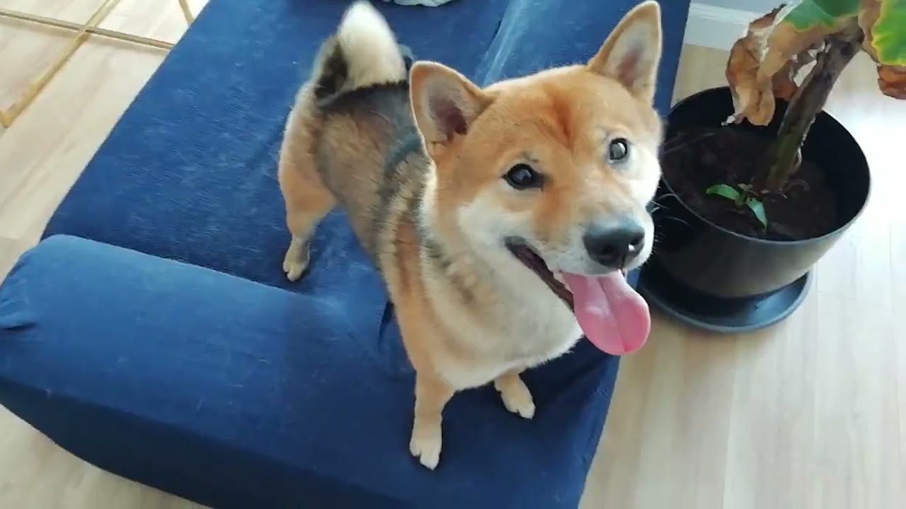 What Is The Best Food For Your Shiba Inu?