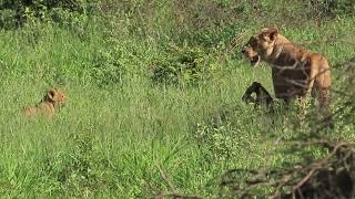 Lioness With Cubs On The Move