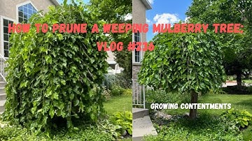 How to prune a Weeping Mulberry tree; Vlog #236