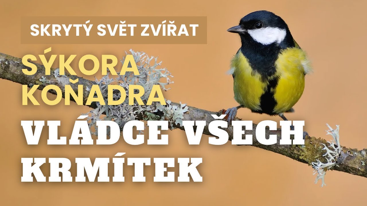 Sýkora koňadra: Nejdrsnější pták u krmítka