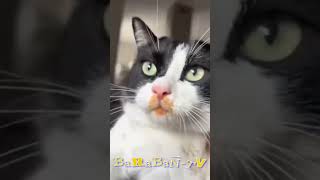 Подборка Смешных Котов. #Top #Bestmoments #Bestvideo #Cats #Topchannel #Funnyshorts