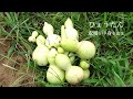 ひょうたんの加工　ひょうたんごっこを使ってみたGourd processing I tried using gourd play