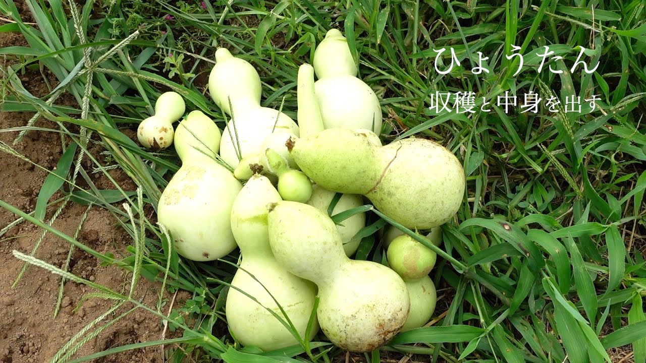 ひょうたんの加工　ひょうたんごっこを使ってみたGourd processing I tried using gourd play