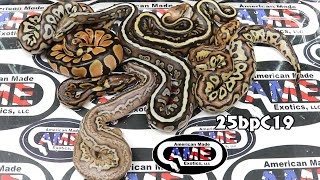 25bpC19 fm OD Spotnose Fire Het Clown x m Clown Stranger Lesser