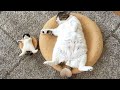 Super Funny Cat Videos - Try Not to Laugh 😹 | Pets Theater