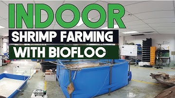 Indoor  (Litopenaeus vannamei) Shrimp farming with Biofloc Technology | Aquaculture Technology