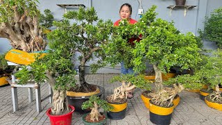 An bonsai 11/5 #0939700449 bán cây Tùng KC, Chiếu Thủy, Linh Sam, Nguyệt Quế, Bằng Lăng, Cần Thăng