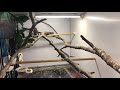 #maskedfinches #maskedfinch #finch #maskedgrassfinch #ispinoz #peophilapersonata