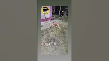 نريد نعيش Funny اهميه Memes اعتني Cat شلتنا اكسبلور المراه Animals ورك 