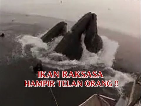 KEJADIAN NYATA YANG MENGERIKAN "IKAN RAKSASA HAMPIR TELAN ...