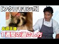 【フクロモモンガ】飼い方・お迎え後１週間の過ごし方