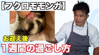【フクロモモンガ】飼い方・お迎え後１週間の過ごし方