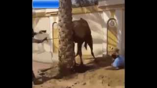 Camels are so adorable