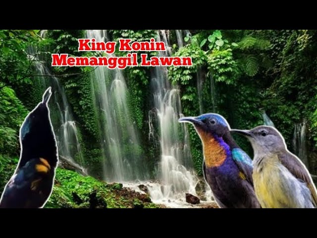 Terapi Air ‼️ king konin class=