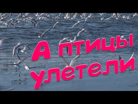 Сергей Одинцов - А Птицы Улетели