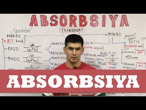 Video: Absorbsiya spektrinin fotosintezlə necə əlaqəsi var?