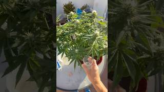 Поливаю Большой Кущ 🌱 на террасе | Растёт мощно и стабильно