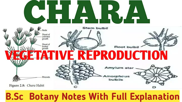 #CHARA || # VEGETATIVE REPRODUCTION || # AMYLUM ST...