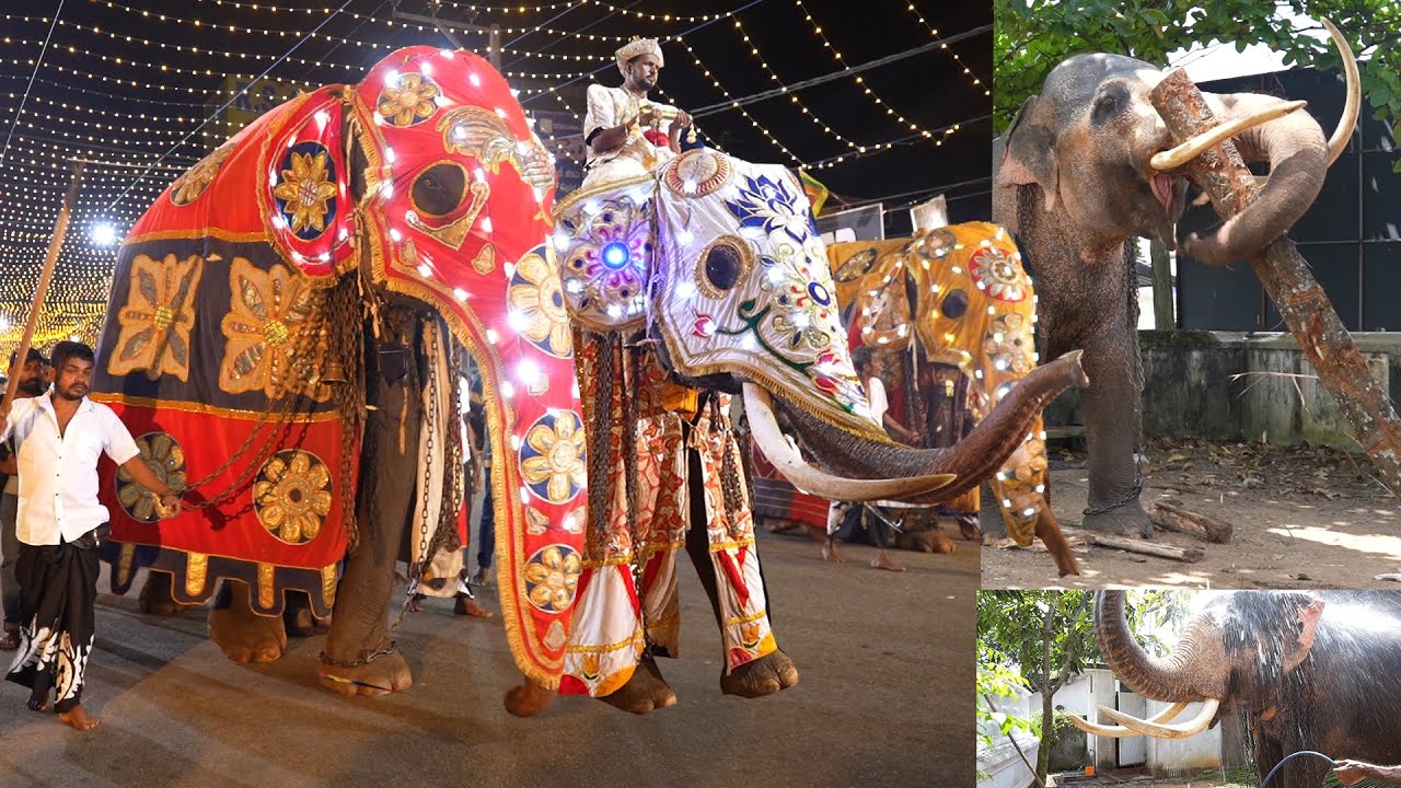 Elephant Ritual Majestic Sri Lankan Elephant: Bath, Feast, and the Grand Perahera ...
