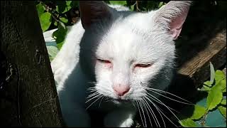 Talking with my Cats on a warm day in the catio by Benjamin Tobies 18 views 11 months ago 1 minute, 30 seconds