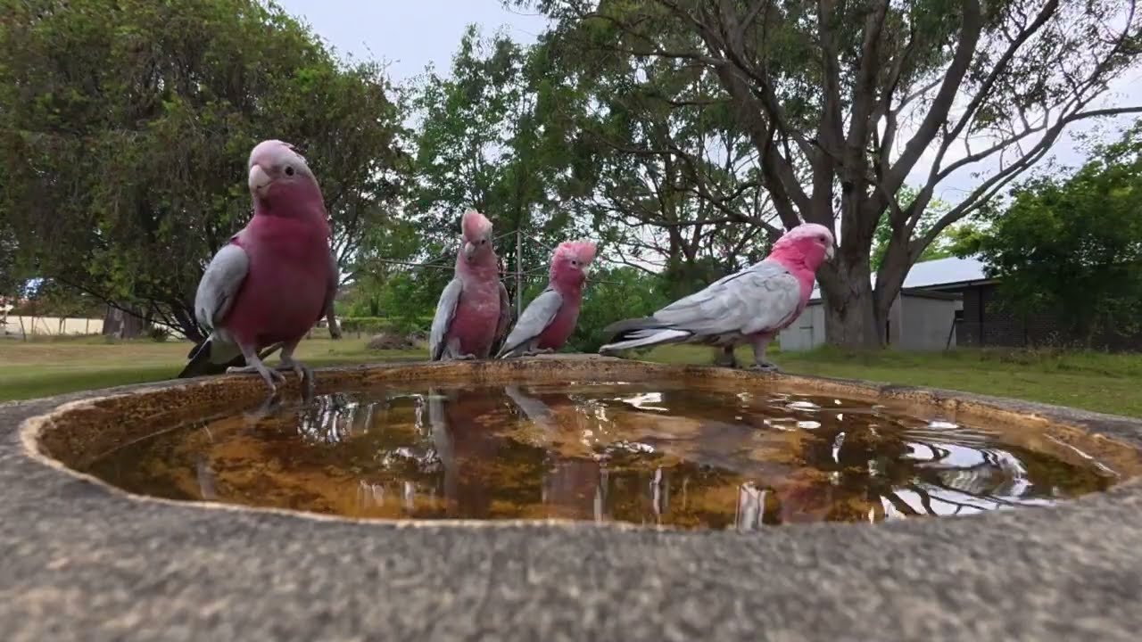 @ the bird bath (ep 7) the local Galah family stop by and the kids are having a ball.