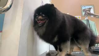 Pomeranians | Pomeranian Dog Hair Cut | Pomeranian Dog Groom | Dog Lover by The Grooming Club 289 views 9 days ago 17 minutes