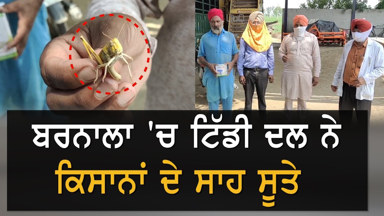 Barnala : ਪਿੰਡਾਂ `ਚ ਟਿੱਡੀਆਂ ਮਿਲਣ ਨਾਲ ਫੈਲੀ ਦਹਿਸ਼ਤ