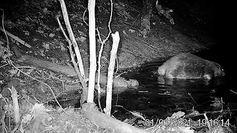 330 Conibear Beaver Trapping Live Action!!