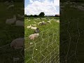 Pecore al pascolo nel prato - Sheep grazing in the meadow#shorts