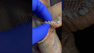 Popping femoral pores on dead iguana**very satisfying ASMR screenshot 2