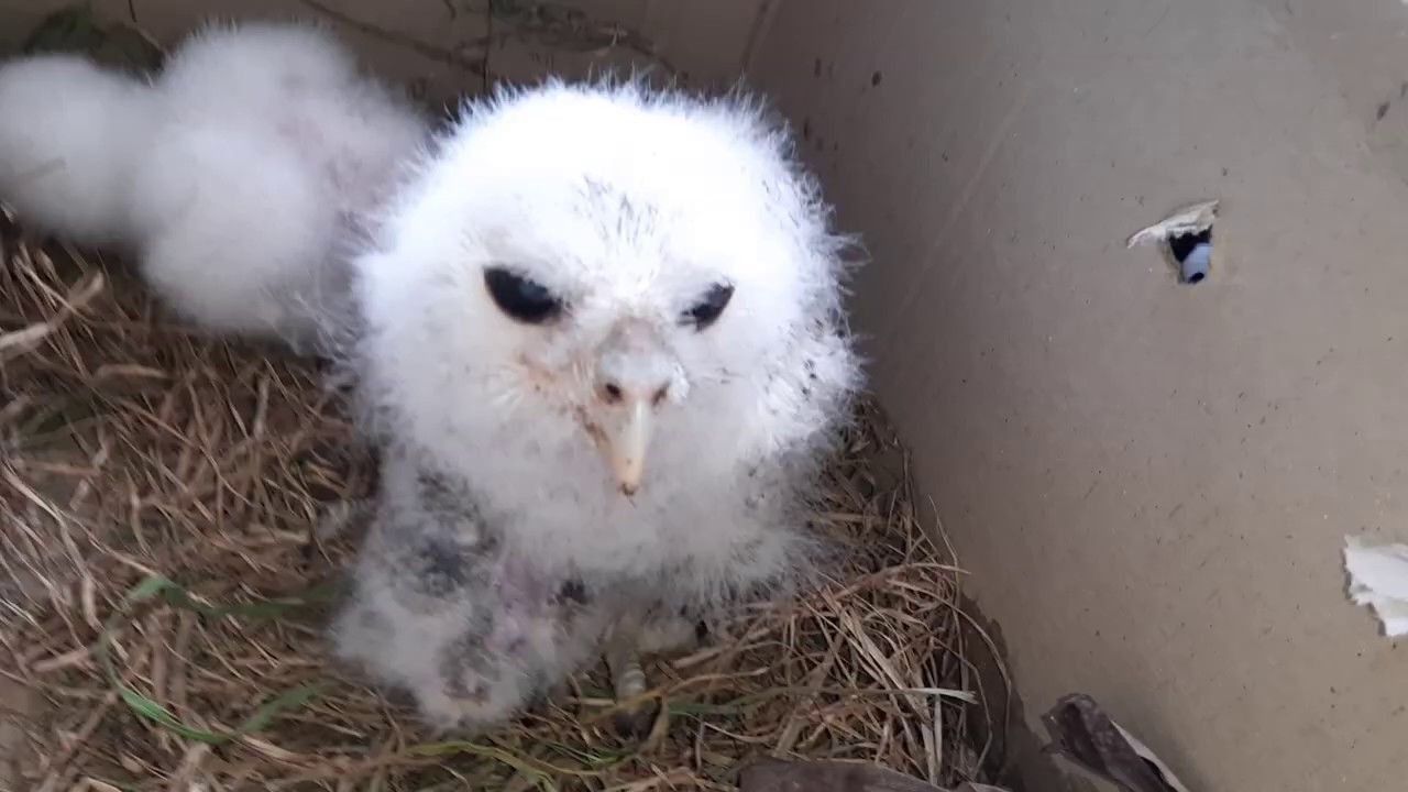 Unboxing anakan burung,bajing,tupai dan burung hantu besar Bubo
