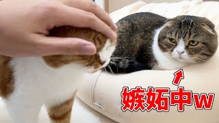 【検証】ぽこ太郎の前で息子猫を可愛がったら嫉妬するのか