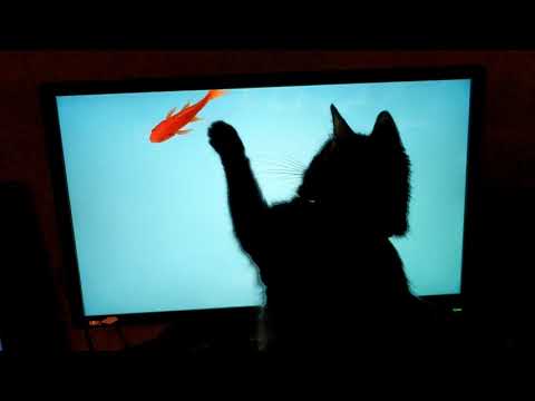 Video: Hvordan Man Underholder En Kat