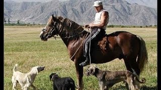 Кыргызская порода собак "Тайган" Кыргызская порода собак "Тайган"