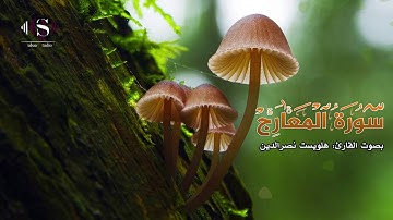 جديد: سورة المعارج بصوت القارئ هلويست نصرالدين .. تلاوة هادئة تشرح لها الصدر