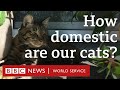 Would my cat survive in the wild  crowdscience bbc world service