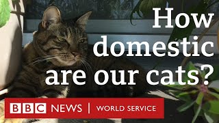 Would my cat survive in the wild?  CrowdScience, BBC World Service