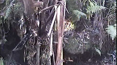 AhiuHawaii.com Presents Wild Boar Hunting, Steady Bark, Episode 37 of...