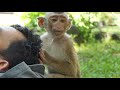 Monkey Lisa is a massage professional, she is a good groom better than other monkeys.