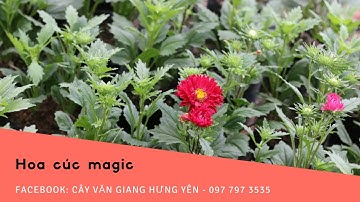 Cúc magic bán tại facebook Cây Văn Giang Hưng Yên - 097 797 3535
