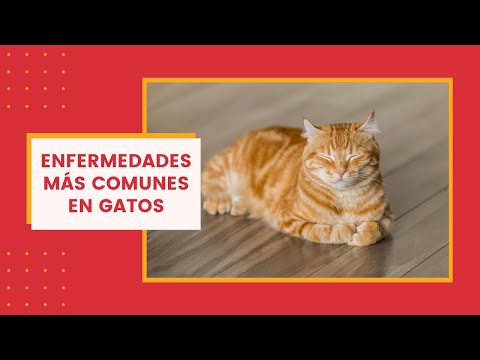 Video: ¡Los empollones Cat se regocijan! CatConLA está de vuelta y más Cat-tastic que nunca