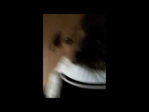 The Dog Growl Song (ORIGINAL) - Jack Russell Terrier