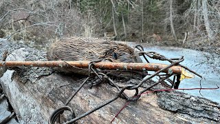 Was this beaver lucky or smart?!#mountainmen #historychannel #offgrid #offgridlife #beavertrapping