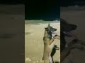 اتحداك ما تضحك كلب يرقص على اغنية احمد محسن