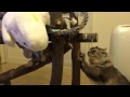猫とオウム、お互い様の関係