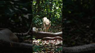 Rare Albino Tiger Discovers a Giant Python in the Forest