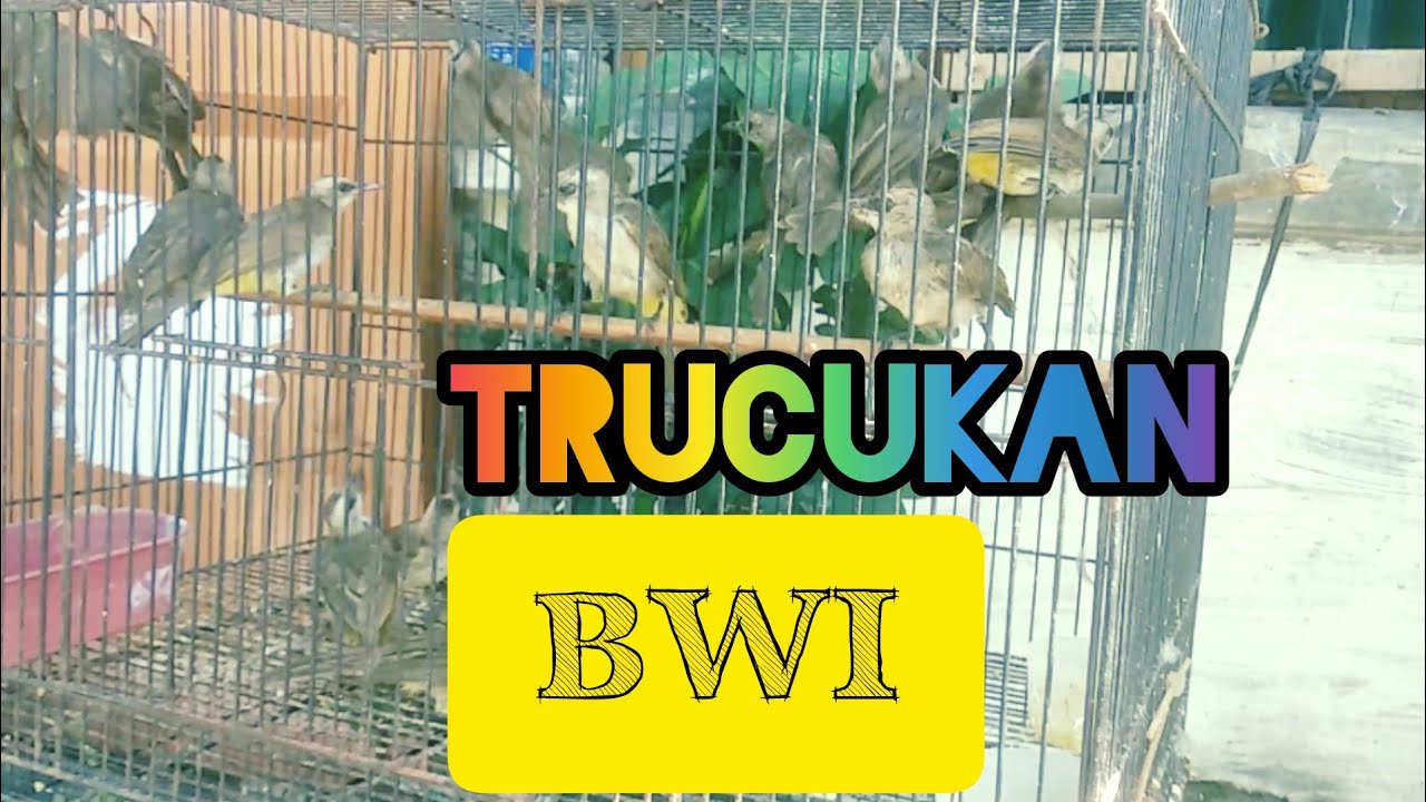 Update Harga Trucukan Banyuwangi dan Cara Ngombyok Trucukan yang Bagus