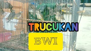 Banyuwangi Trucukan Price Update and How to Play Trucukan Properly