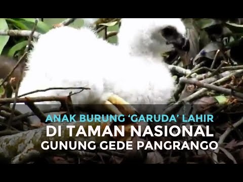 Anak Burung  Garuda   Lahir di Taman Nasional Gunung Gede 